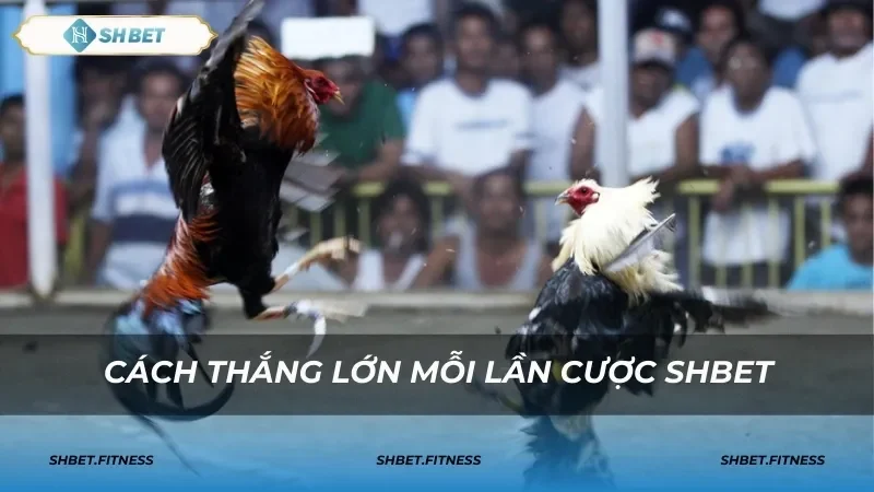 trực tiếp đá gà Mỹ cựa dao